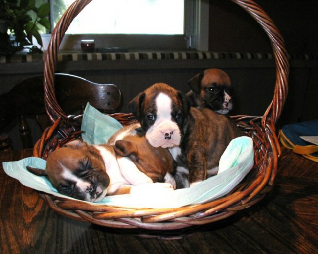 puppies in a basket | Bluecollar Boxers
