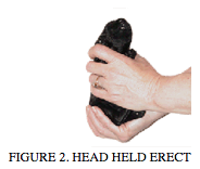 Bluecollar Boxers - Head Held Erect image